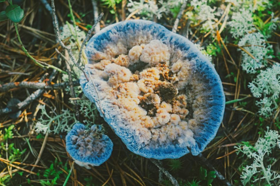 Acari nei funghi: cosa accade quando compaiono?